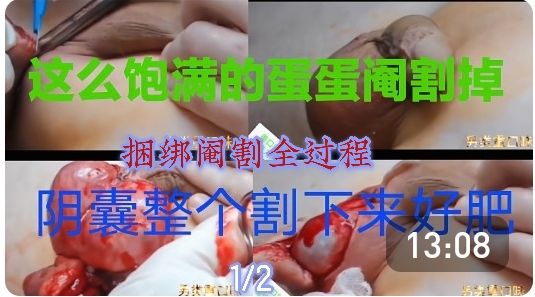 捆绑阉割饱满的蛋蛋！整个割下来全过程！玩的就是心跳(上)